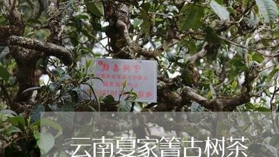 云南夏家箐古树茶/2023032691815