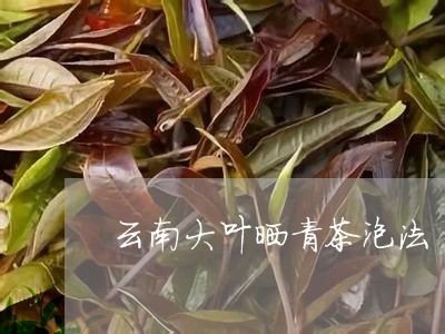 云南大叶晒青茶泡法/2023032162948