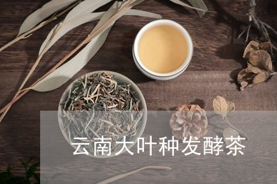 云南大叶种发酵茶/2023032521695