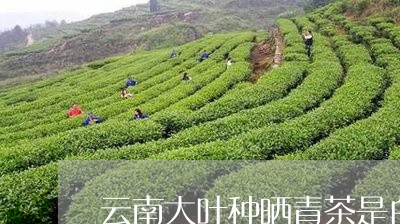 云南大叶种晒青茶是白茶吗/2023040197681