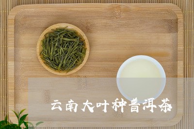 云南大叶种普洱茶/2023041388281