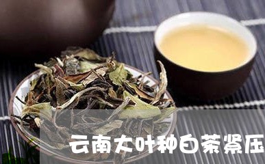 云南大叶种白茶紧压茶价钱/2023040174059