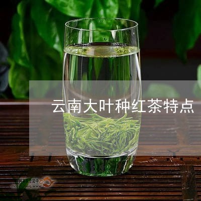 云南大叶种红茶特点/2023032276260