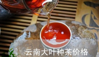 云南大叶种茶价格/2023031732817