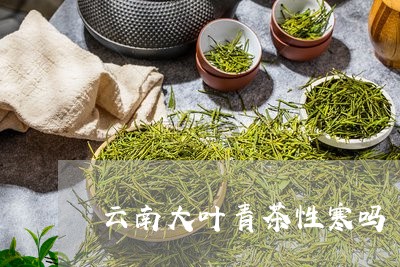 云南大叶青茶性寒吗/2023032195593