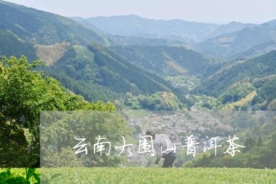 云南大围山普洱茶/2023041073715