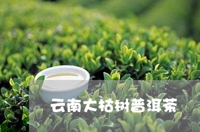 云南大枯树普洱茶/2023040991814