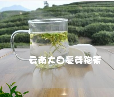 云南大白亳芽孢茶/2023032591828