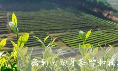 云南大白牙茶叶和福鼎白茶/2023040151795