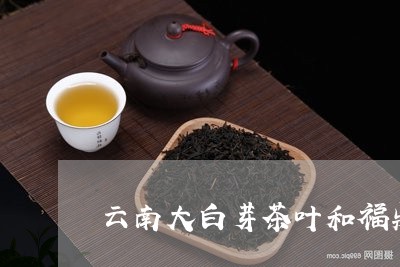 云南大白芽茶叶和福鼎白茶/2023040183735