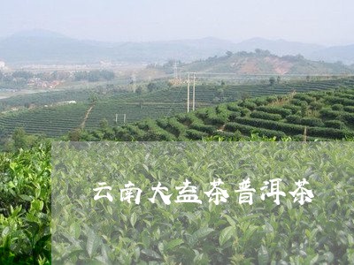 云南大益茶普洱茶/2023041151604