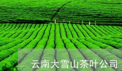 云南大雪山茶叶公司/2023041413137