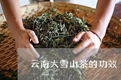 云南大雪山茶的功效/2023041410638