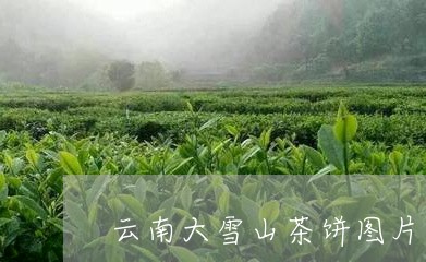 云南大雪山茶饼图片/2023041430714