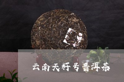 云南天籽号普洱茶/2023031713057