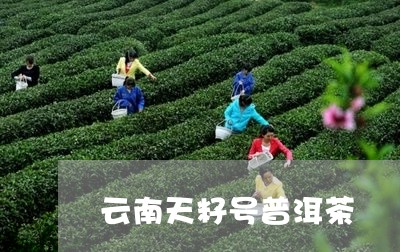 云南天籽号普洱茶/2023041264947