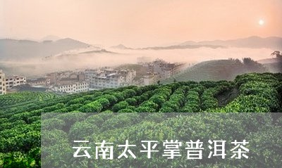 云南太平掌普洱茶/2023041019604