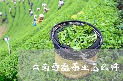 云南奢益茶业怎么样/2023032169603