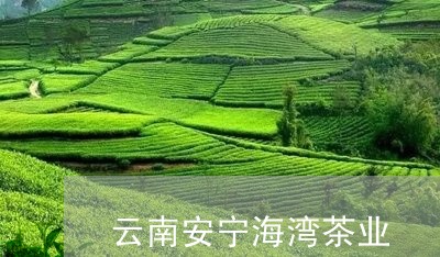 云南安宁海湾茶业/2023032509584