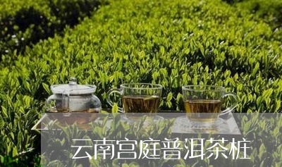 云南宫庭普洱茶桩/2023031636172