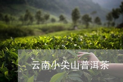 云南小尖山普洱茶/2023041258371