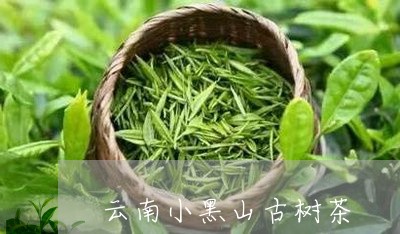 云南小黑山古树茶/2023032685958