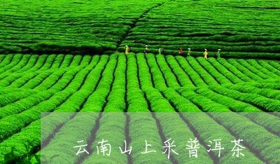 云南山上采普洱茶/2023031793717