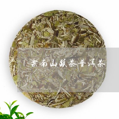 云南山头茶普洱茶/2023041150484