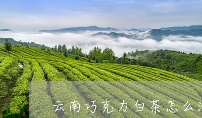 云南巧克力白茶怎么泡好喝/2023040101806