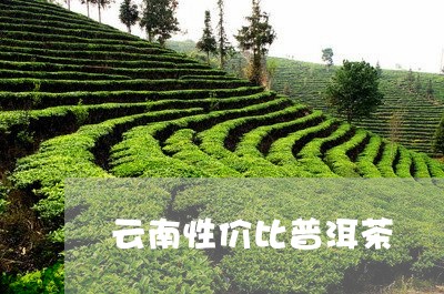 云南性价比普洱茶/2023041099493