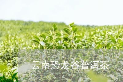 云南恐龙谷普洱茶/2023041214058