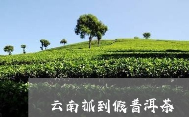 云南抓到假普洱茶/2023040978704