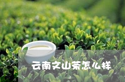 云南文山茶怎么样/2023032595058