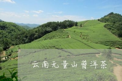 云南无量山普洱茶/2023041377382