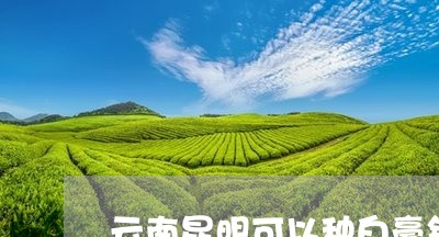 云南昆明可以种白毫银针吗/2023040112803