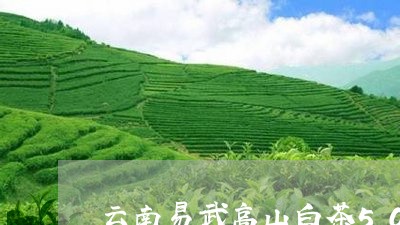 云南易武高山白茶50克盒/2023033174147