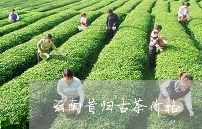 云南昔归古茶价格/2023032516261