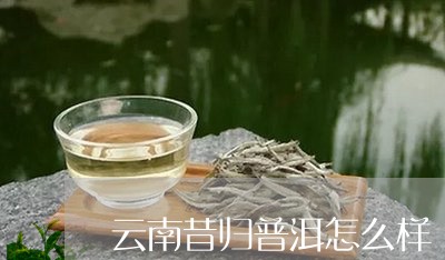 云南昔归普洱怎么样/2023041574036