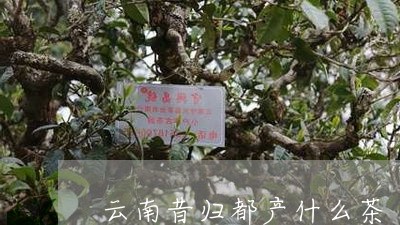 云南昔归都产什么茶/2023032219793