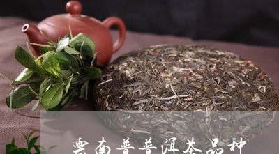 云南普普洱茶品种/2023031792714