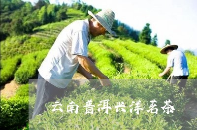 云南普洱兴洋茗茶/2023032907268