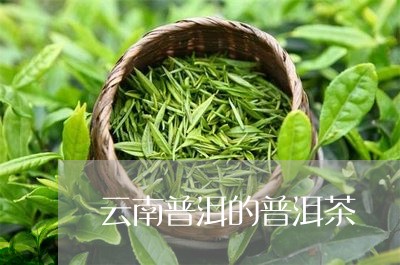 云南普洱的普洱茶/2023041228392