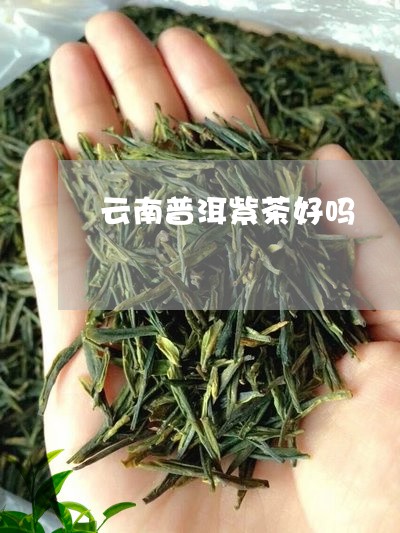 云南普洱紫茶好吗/2023032973049