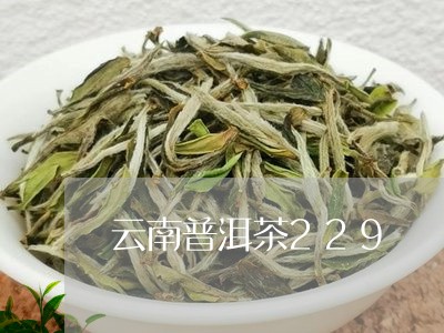 云南普洱茶229/2023041071692