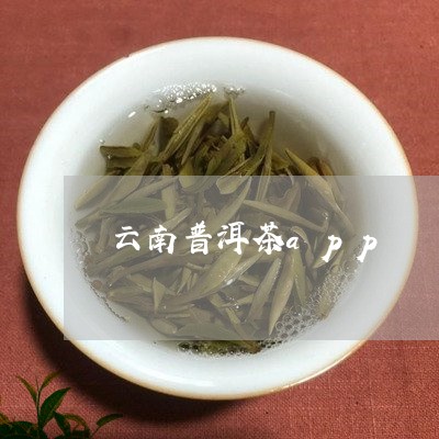 云南普洱茶app/2023041074957