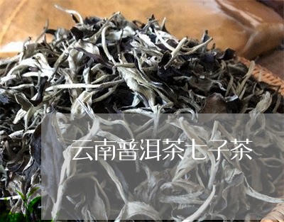 云南普洱茶七子茶/2023041267058