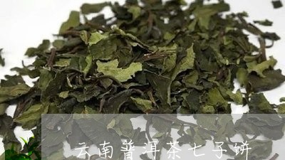 云南普洱茶七子饼/2023041248170