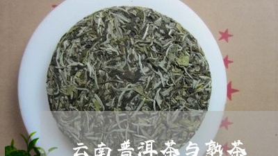 云南普洱茶与熟茶/2023031685370