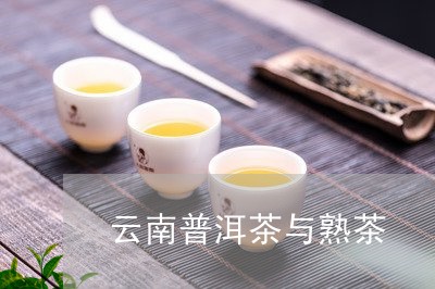 云南普洱茶与熟茶/2023041160483