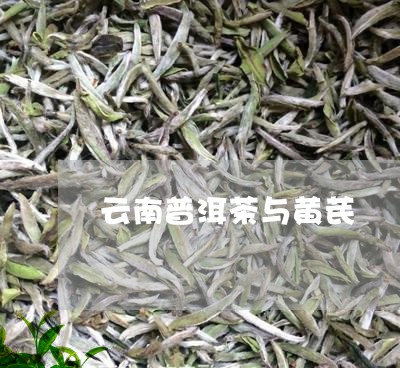 云南普洱茶与黄芪/2023040923725